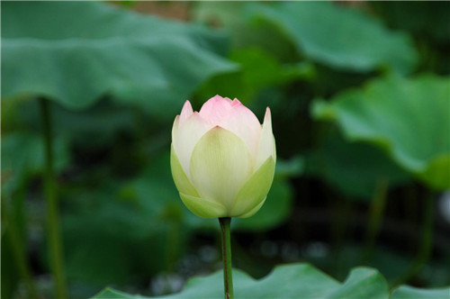 属猴巨蟹座的o型血性格特征-星座网双子座的人总是戴着面具图片