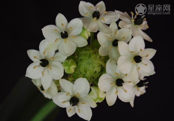 3月19日生日花语 伯利恒之星 3月19日是什么星座 星座网