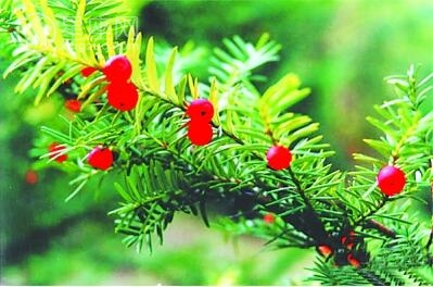 11月6日生日花语 紫杉 11月6日是什么星座 帝神算命网手机版