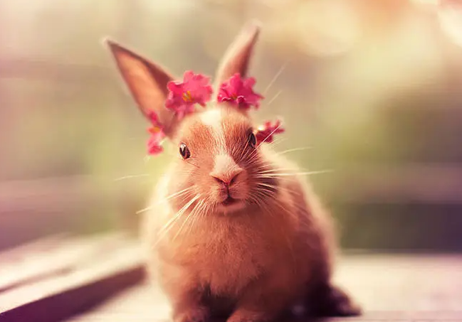 2023属兔取名宜用字有哪些，忌用字有哪些