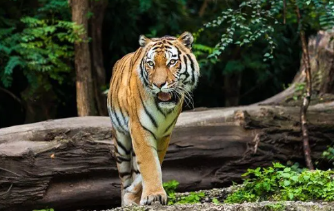 属虎人2023年春节百年难遇,子孙后代有福,大小财滚滚来