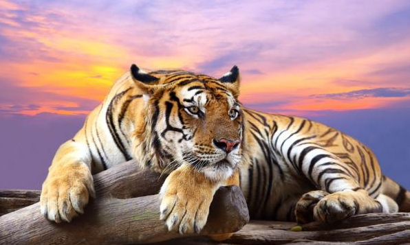 属虎2023元宵节财神方位 元宵节财神方位概览