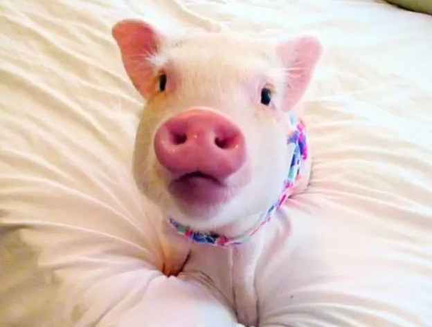 1971年属猪2023年运势及运程每月运程 哪个月最好运