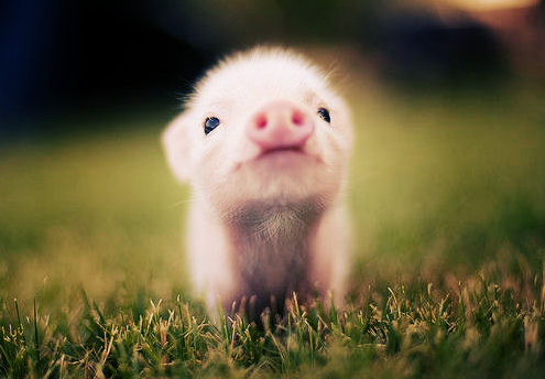 属猪的年份表 2023年生肖猪年龄对照表