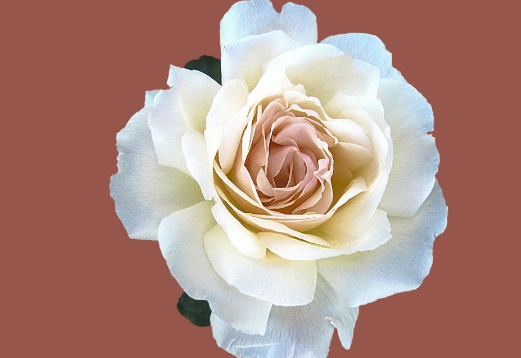 在线小测试 在旁人眼中,你的杠精指数有多少?