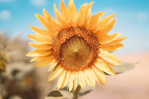 店铺风水聚财最快10种方法,店铺招财最灵最有效的方法