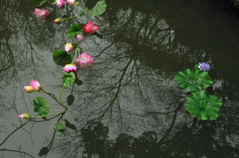 婚神星在星盘里怎么看,怎么看正缘出现的时间星盘