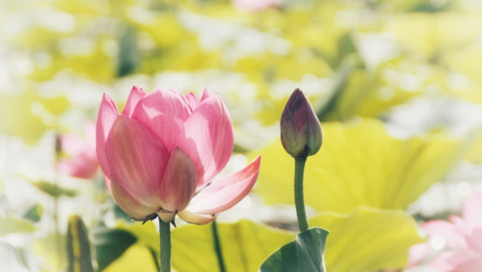 上升射手长相漂亮吗，上升射手是不是话都特别多