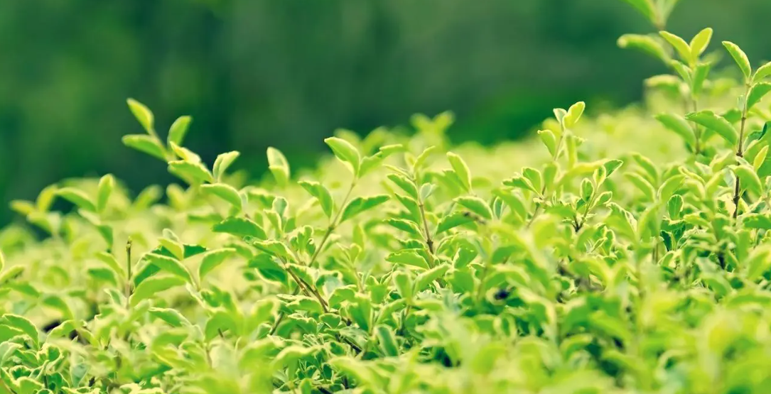 男人喜欢你的本能反应，异性喜欢你的8个暗示