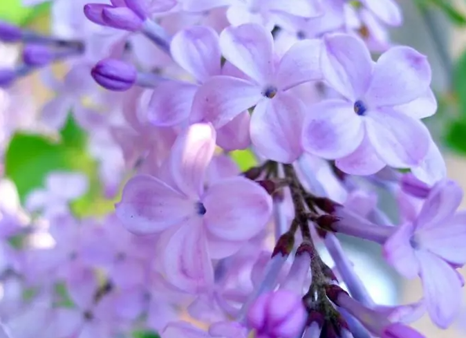 2023年8月15日摩羯座运势，摩羯座今日运势