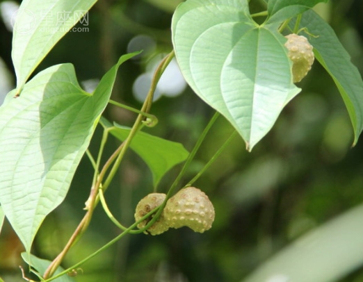 8月15日生日花语黄药子8月15日是什么星座