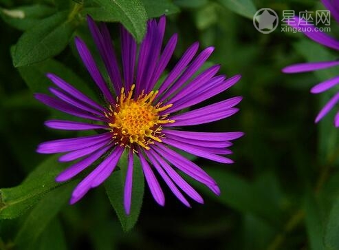10月12日生日花语 紫苑 10月12日是什么星座 帝神算命网手机版