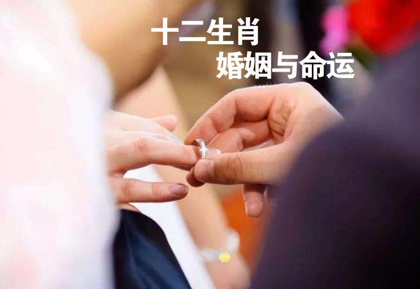 十二生肖婚姻与命运