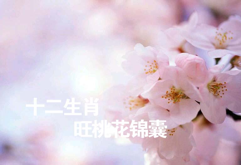 十二生肖旺桃花锦囊