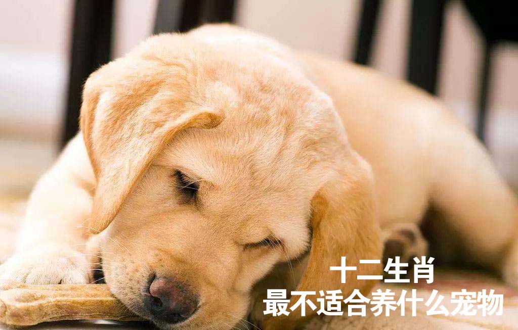 十二生肖最不适合养什么宠物