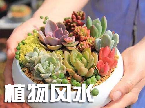 植物风水