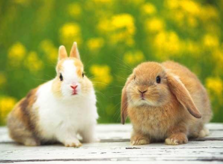 2023年兔年12生肖今年多少岁