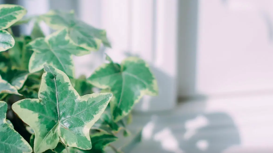 月亮星座综合排行，月亮星座性格分析