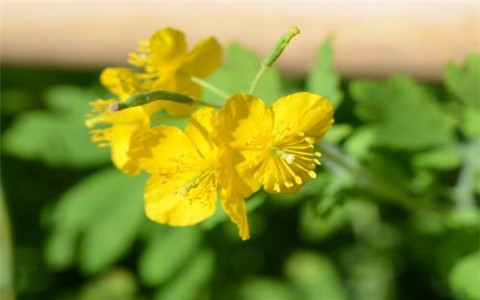 3月22日生日花语白屈菜3月22日是什么星座