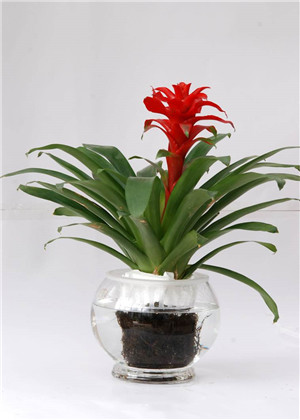 客厅最旺的植物有哪些 201679_20190402174726472_2.jpg