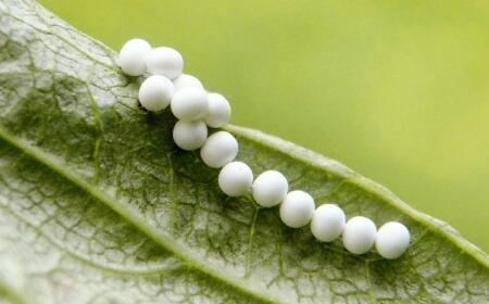 梦见虫卵的寓意