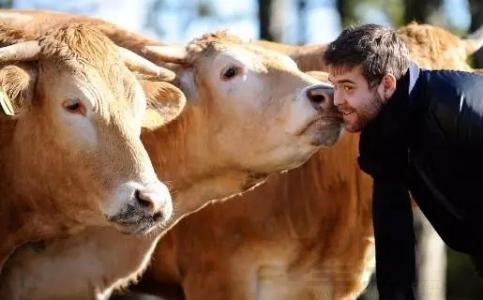 梦见牛说话周公解梦,梦见牛说话是什么意思?