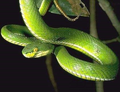 梦见青蛇周公解梦,梦见青蛇是什么意思?