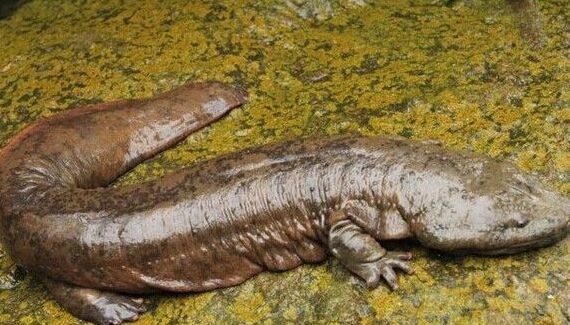 梦见娃娃鱼周公解梦,梦见娃娃鱼是什么意思?