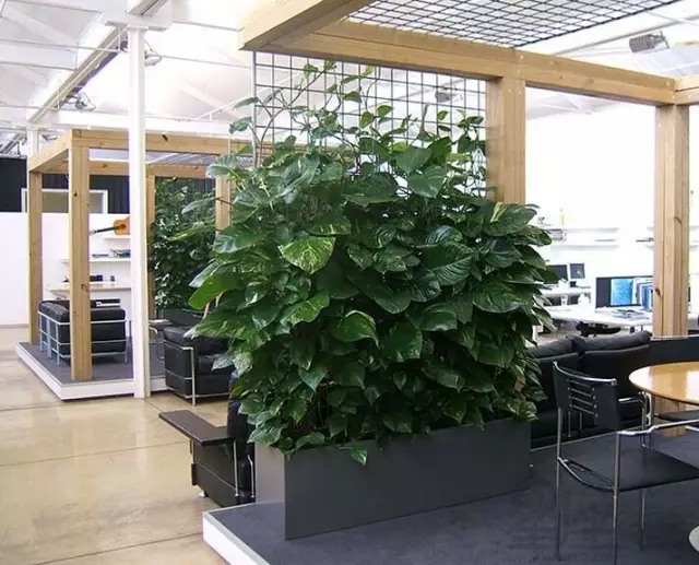 办公室养哪些植物防止辐射