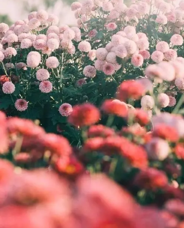 2023年发财的四大生肖，2023年财运最好的生肖