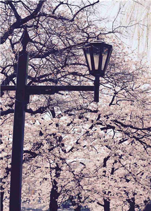 樱花在中国的寓意，你了解多少？