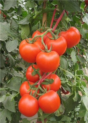 吃什么食物能预防倒春寒？这些食物记得要多吃