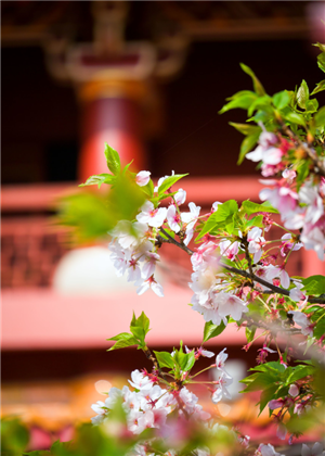 1553857543(1).png 描写樱花的唯美句子