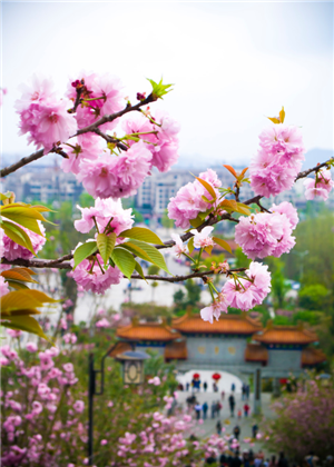 1553857515(1).png 12星座专属的樱花美食,好想吃樱花冰激凌