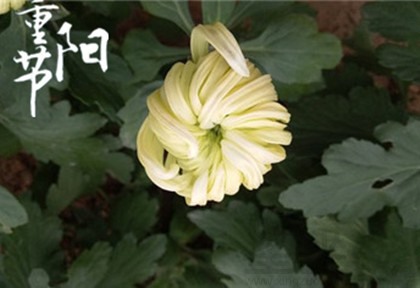 重阳节是怎么样发展而来的?重阳节有什么传统食物?