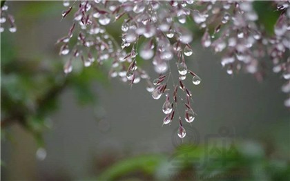 寒露为什么吃芝麻?寒露吃芝麻有什么好处?
