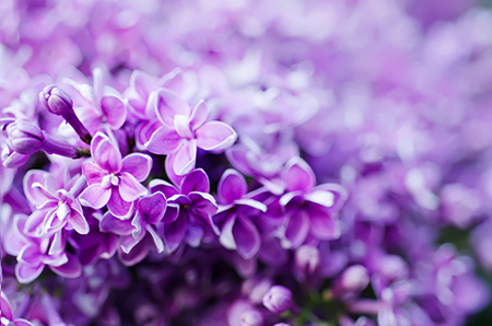 八字命理,八字神煞