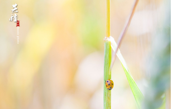 芒种气候特点 芒种气候对农业的影响