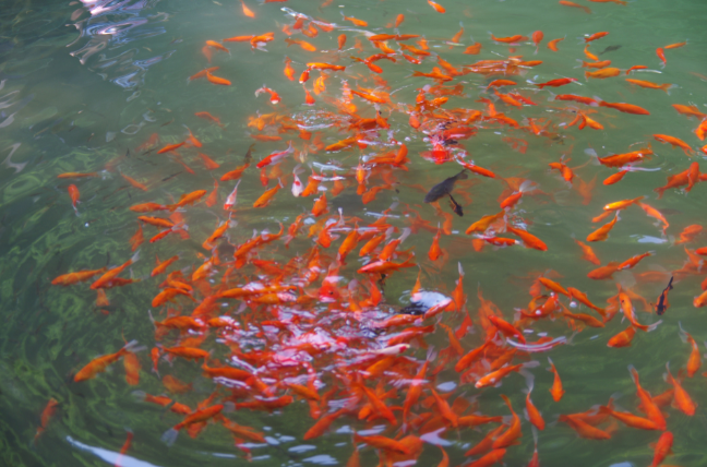 浴佛节是什么节日 浴佛节应该做些什么