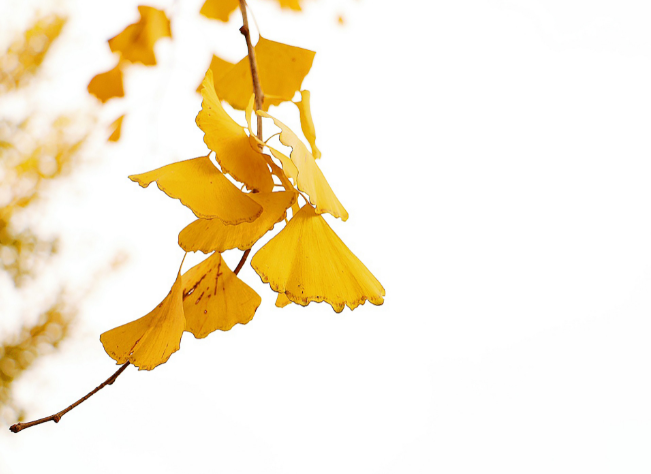 立秋的下一个节气是什么节气 立秋过后是处暑节气