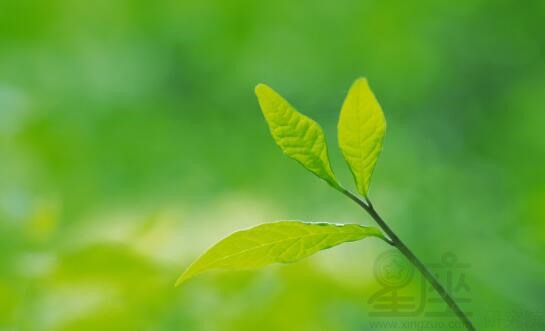 1988年8月出生的属龙人命运如何?和什么属相适合结婚?