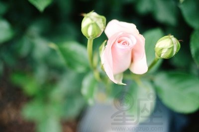 1988年8月出生的属龙人命运如何?和什么属相适合结婚?