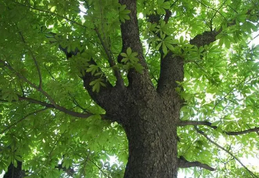 树4.png 八字木旺的人要注意什么,八字木旺的人好吗