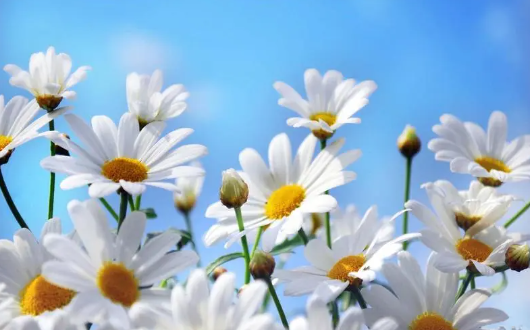 132.png 2023年4月2日五行穿衣指南,2023年每日五行穿衣颜色指南