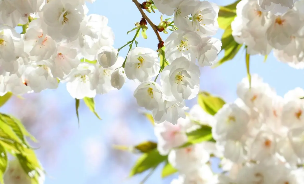 怎么根据出生日期查五行,各年份五行属什么命