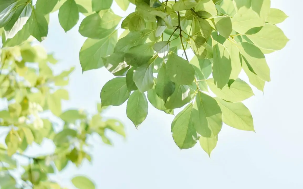 男人克妻丧偶面相,最准的克妻男人面相