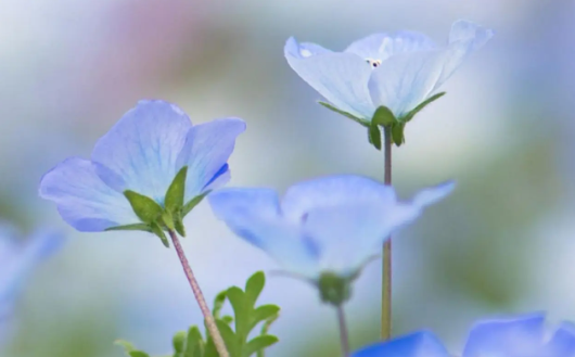 137.png 2023年4月6日五行穿衣指南,每日五行穿衣查询