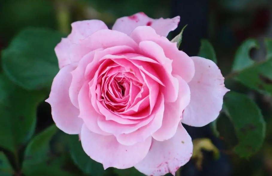 L3F1HCTXBXD_N8K$PJ[CH91.png L3F1HCTXBXD_N8K$PJ[CH91.png