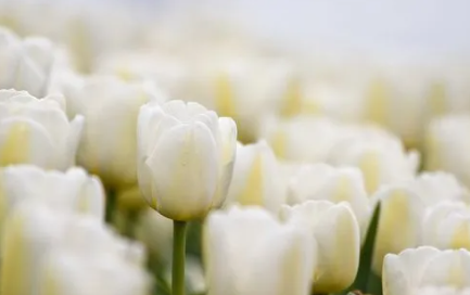 花1.png 花1.png
