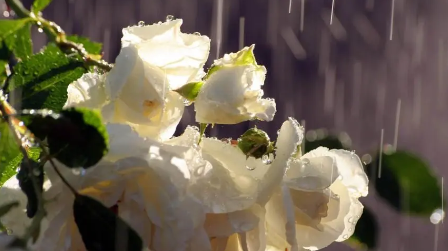 花10.png 花10.png